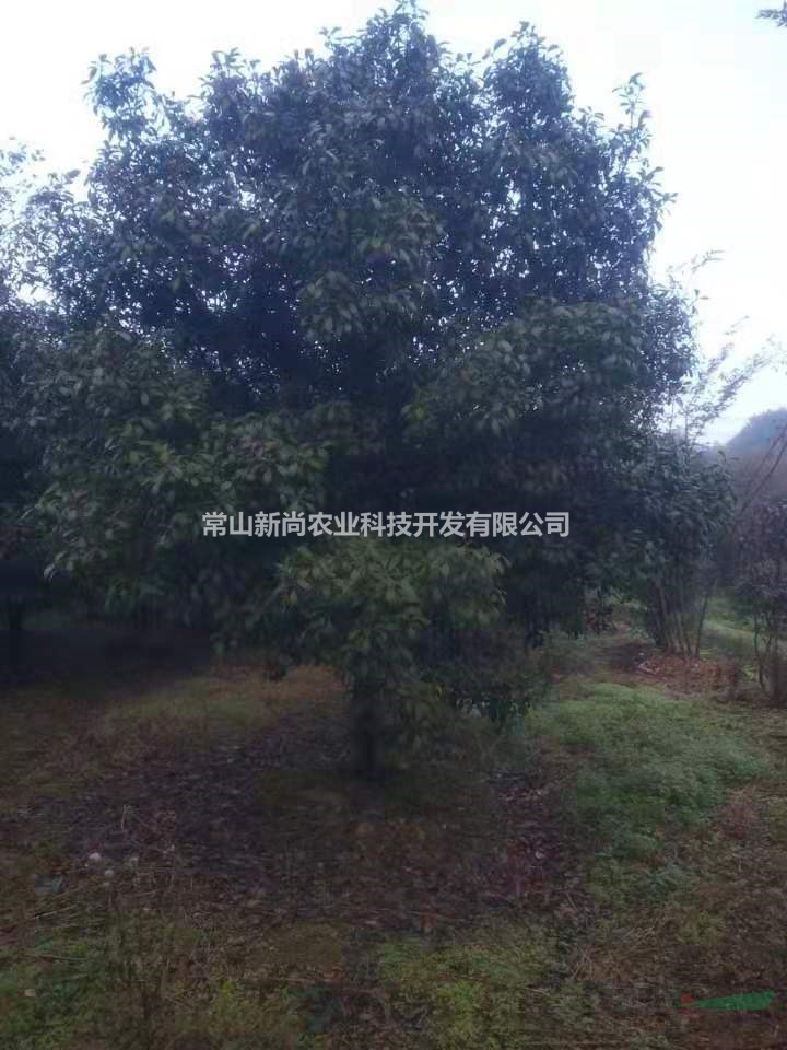 紅葉石楠樹