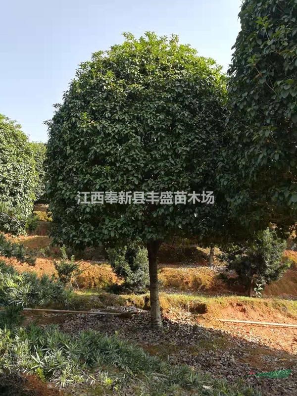 8公分桂花,桂花16到18公分,公分高杆桂花