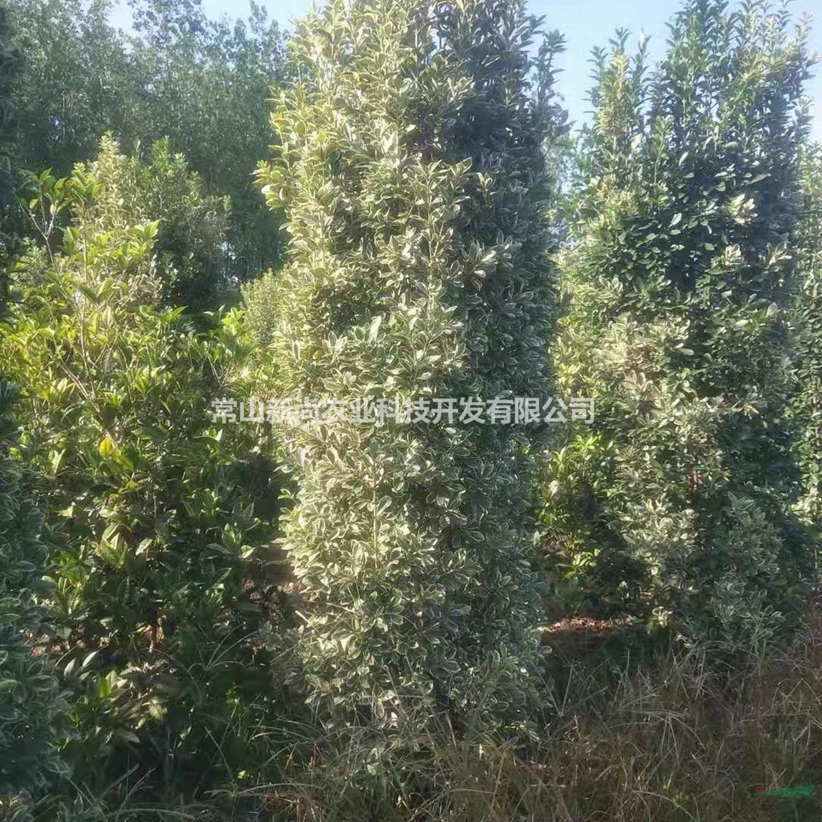金边黄杨柱
