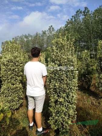 金边黄杨柱