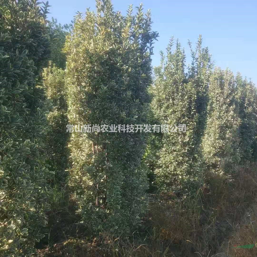 金边黄杨柱