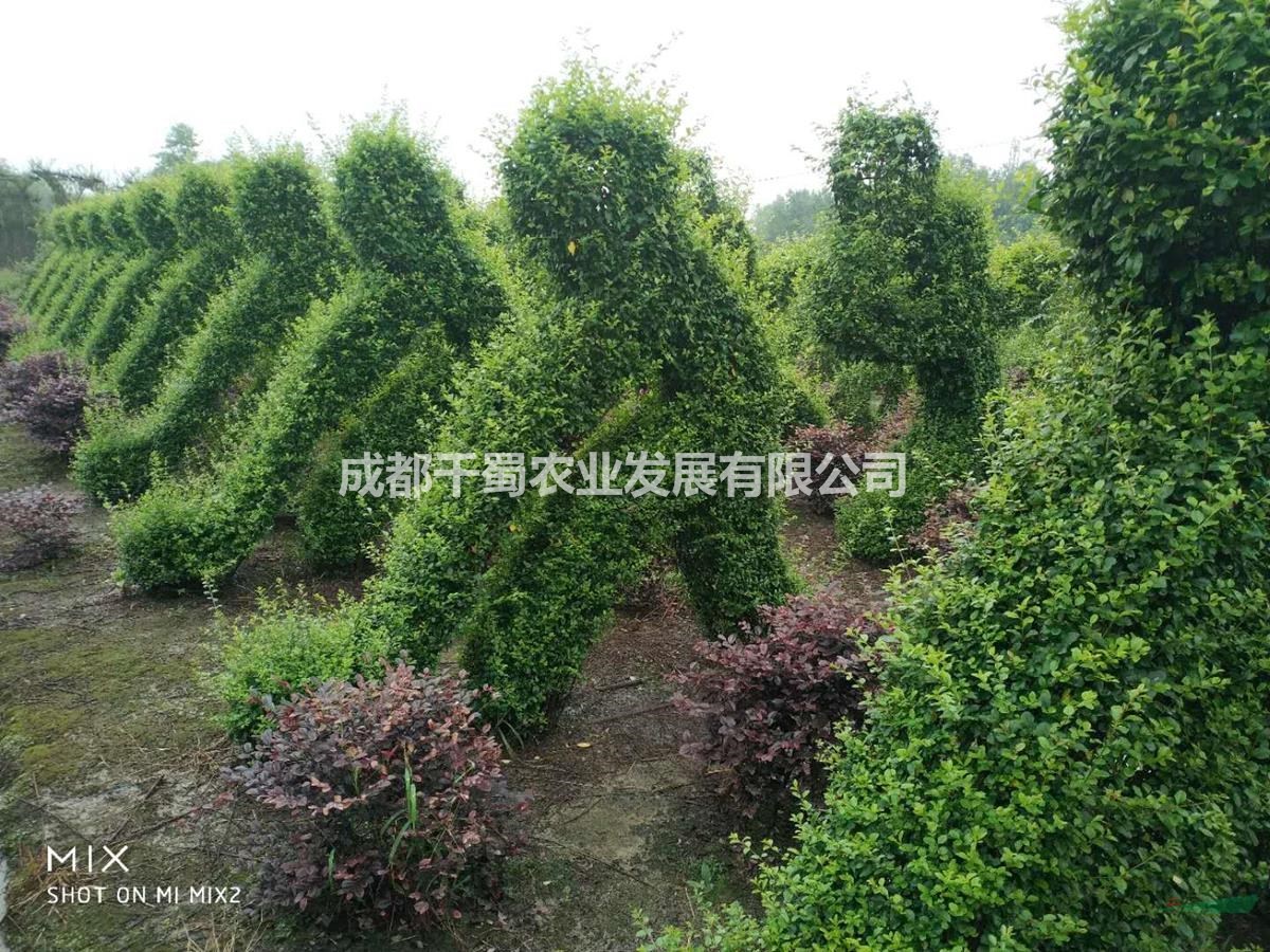 小葉女貞運(yùn)動(dòng)造型什么價(jià)格 體育館造型門口造型