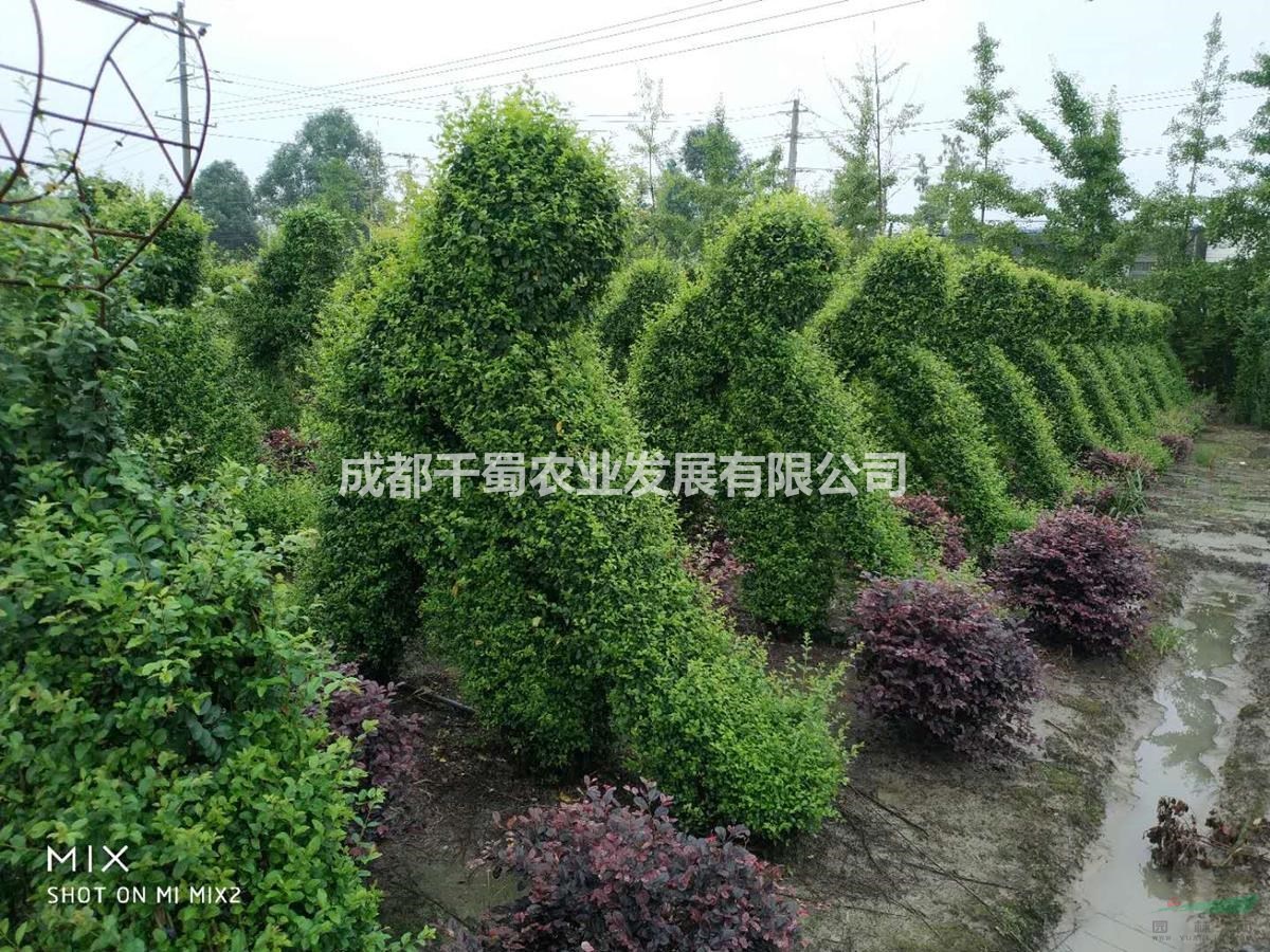 小葉女貞運(yùn)動(dòng)造型什么價(jià)格 體育館造型門口造型