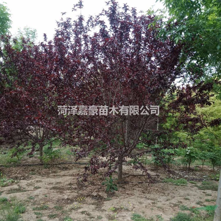 山桃基地出售12公分/13公分/14公分山桃樹價格