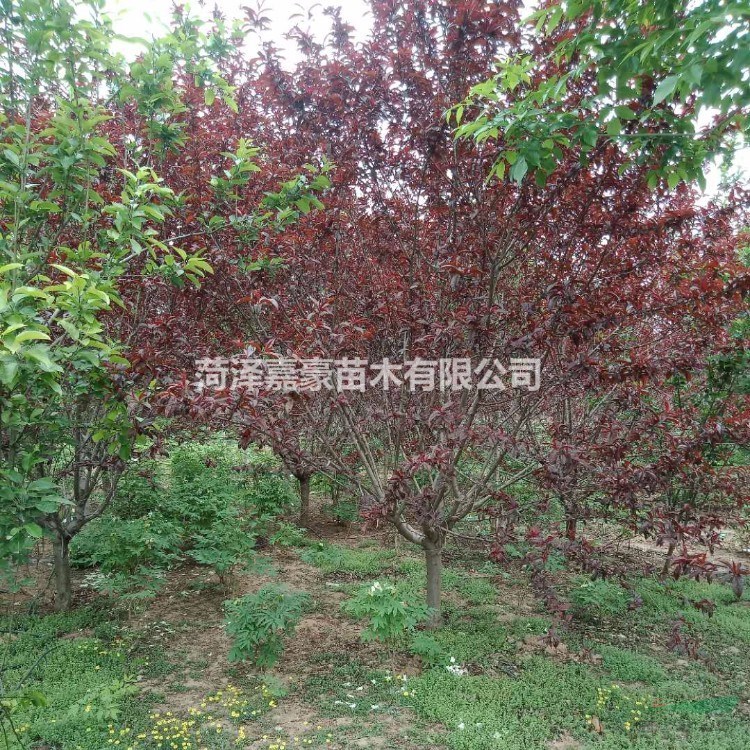 山桃基地出售12公分/13公分/14公分山桃樹價格