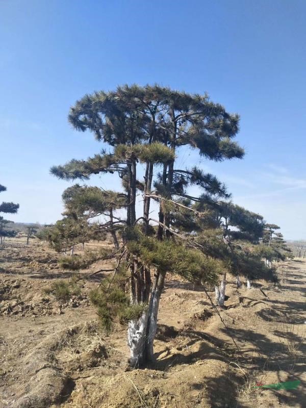 造型松基地 河北造型松 大型造型黑松苗圃