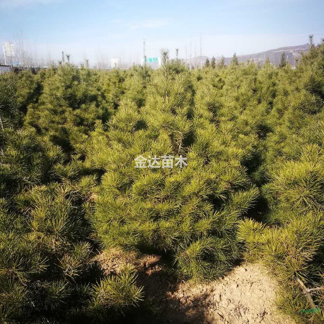 自有白皮松、華山松1至2米5，價格優惠！