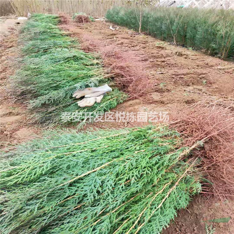 營養(yǎng)缽側(cè)柏苗價格 墓地栽種側(cè)柏苗價格 一米高側(cè)柏苗價格