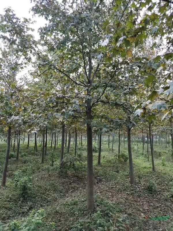 楓香基地報(bào)價(jià)/15公分16公分18公分楓香價(jià)格行情走勢(shì)