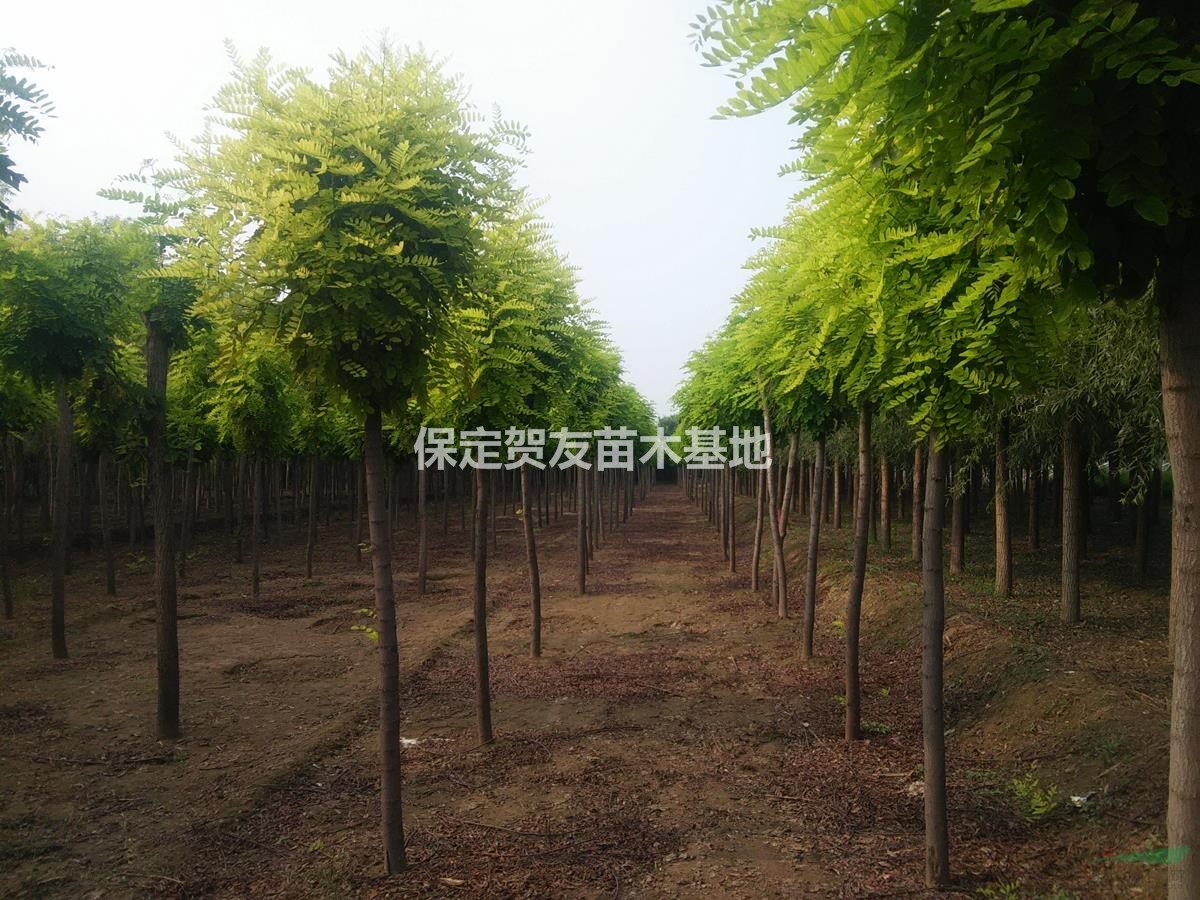  賀友苗木供應(yīng)10公分香花槐 香花槐規(guī)格齊全