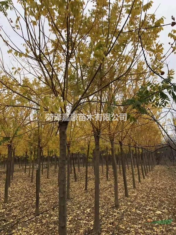金枝槐基地12公分/13公分/14公分金枝槐價格