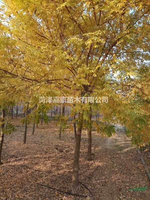 金枝槐基地12公分/13公分/14公分金枝槐價格