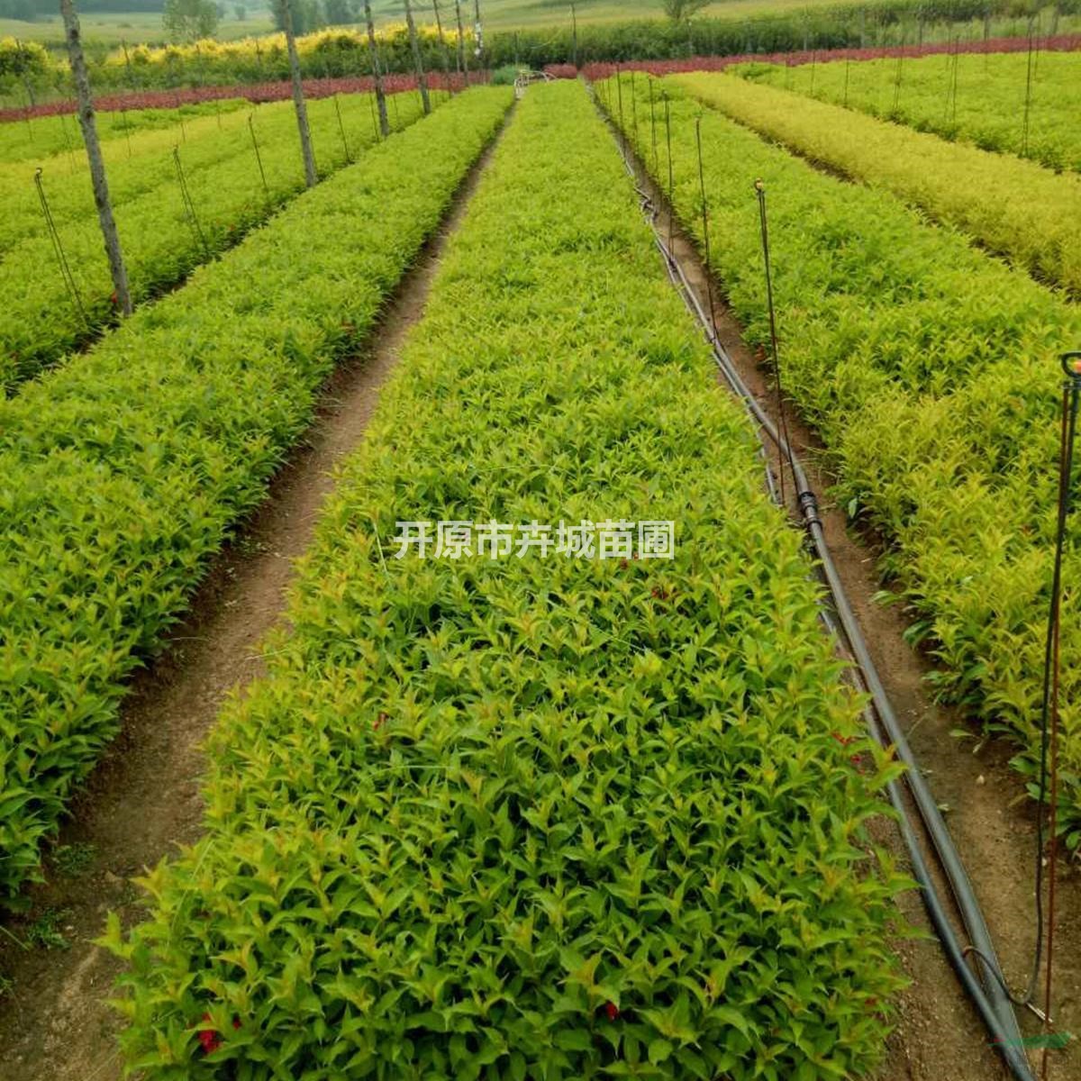 遼寧紅王子錦帶小苗 開原園林綠化苗木基地 批發(fā)耐寒紅王子扦插