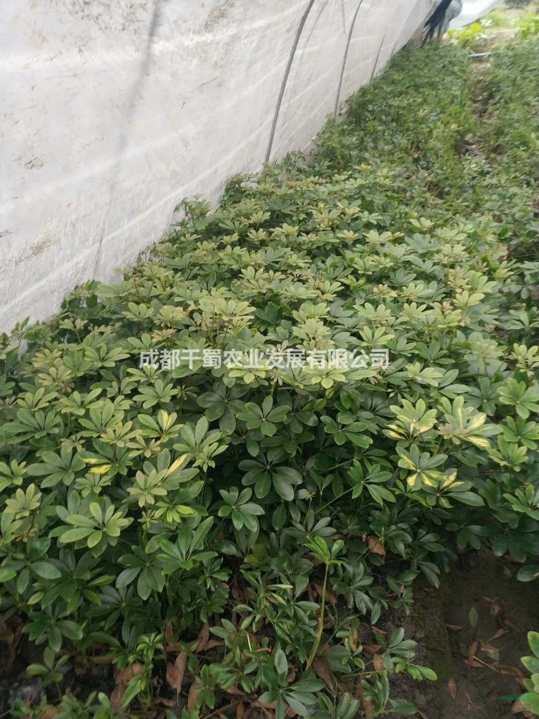 小杯鴨腳木低價(jià)出售 四川成都基地鴨腳木基地銷售