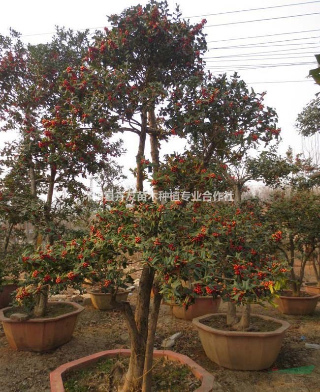  找枸骨上沭陽卉友 構(gòu)骨成活率高 價格實在