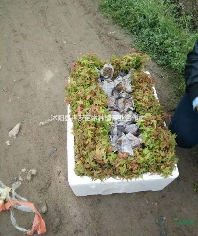 楓樹基地大量供應(yīng)楓樹小苗芽苗量大價