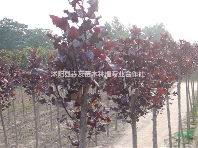 紅葉楊 價格優(yōu)惠 現(xiàn)挖現(xiàn)賣 基地苗圃出售