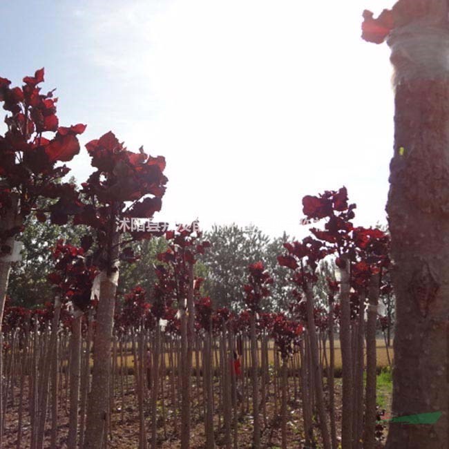 紅葉楊 價格優(yōu)惠 現(xiàn)挖現(xiàn)賣 基地苗圃出售