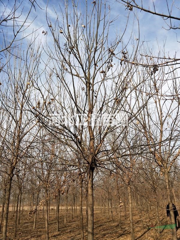 老白蠟種植戶 河北8-12公分白蠟最多基地