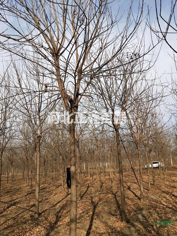 老白蠟種植戶 河北8-12公分白蠟最多基地