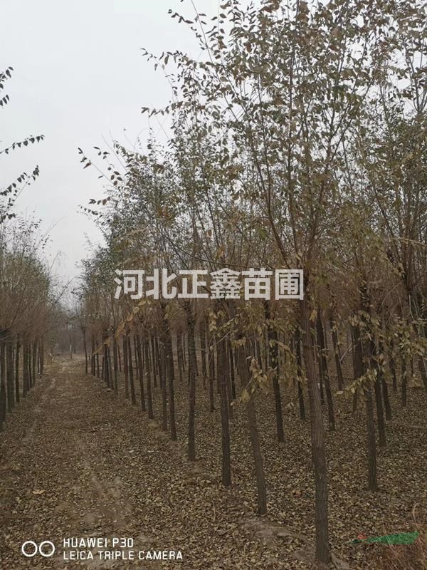 10公分榆樹 二次發(fā)冒榆樹 平頭發(fā)冒榆樹價(jià)格