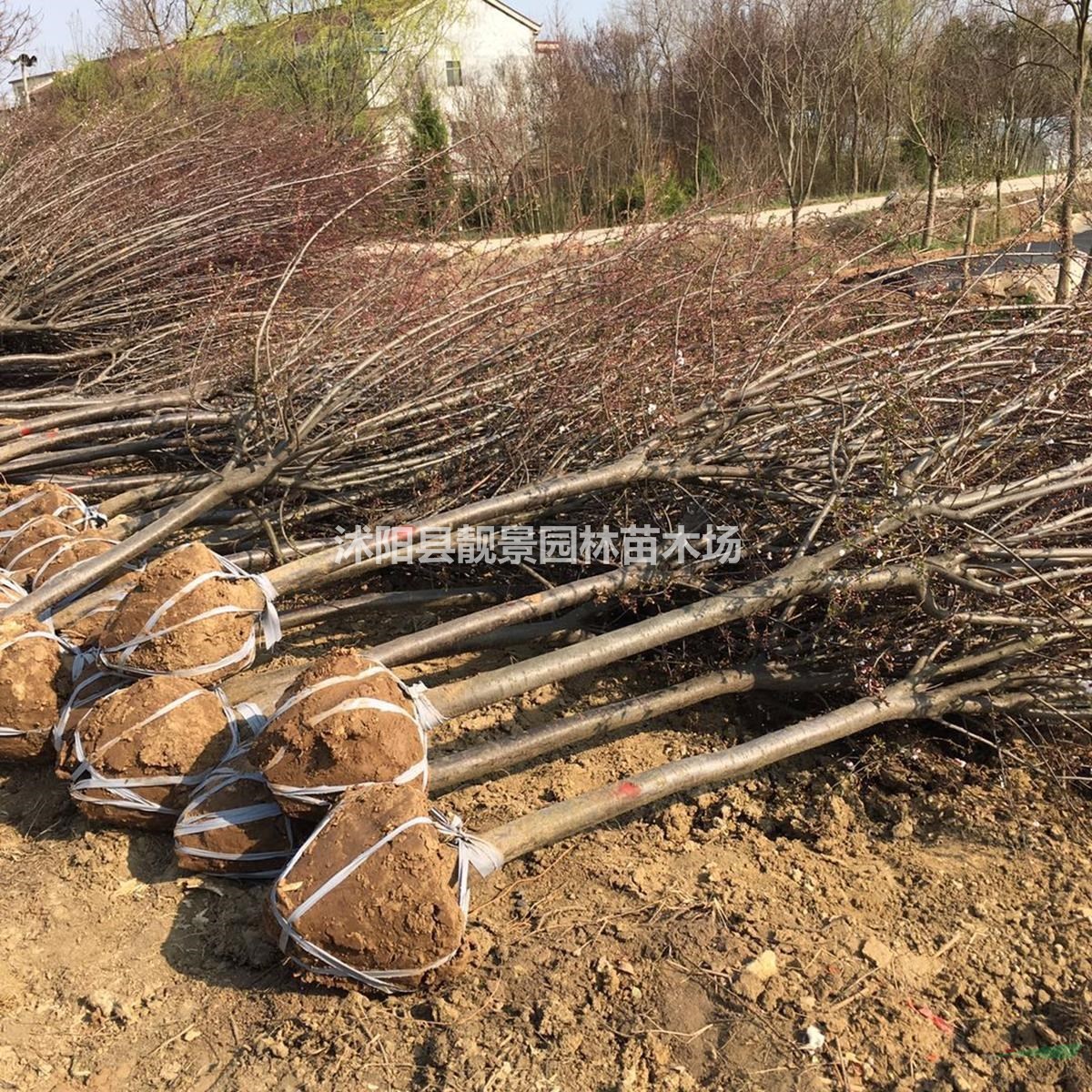 3公分 4公分 5公分 6公分粗紫叶李产地价格