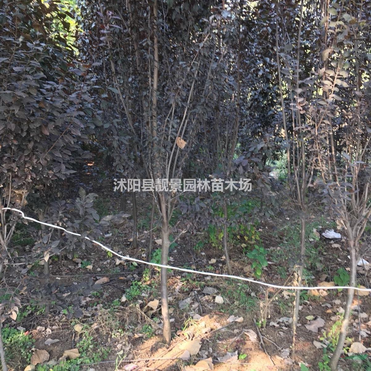 3公分 4公分 5公分 6公分粗紫叶李产地价格