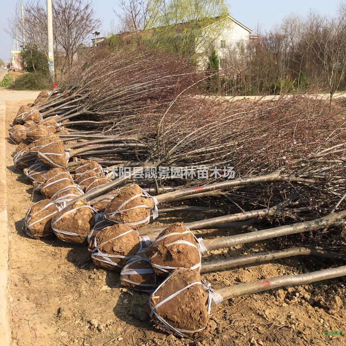 3公分 4公分 5公分 6公分粗紫叶李产地价格