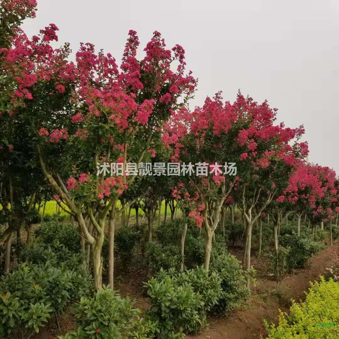 2公分 3公分 4公分 5公分 6公分粗红花紫薇产地报价