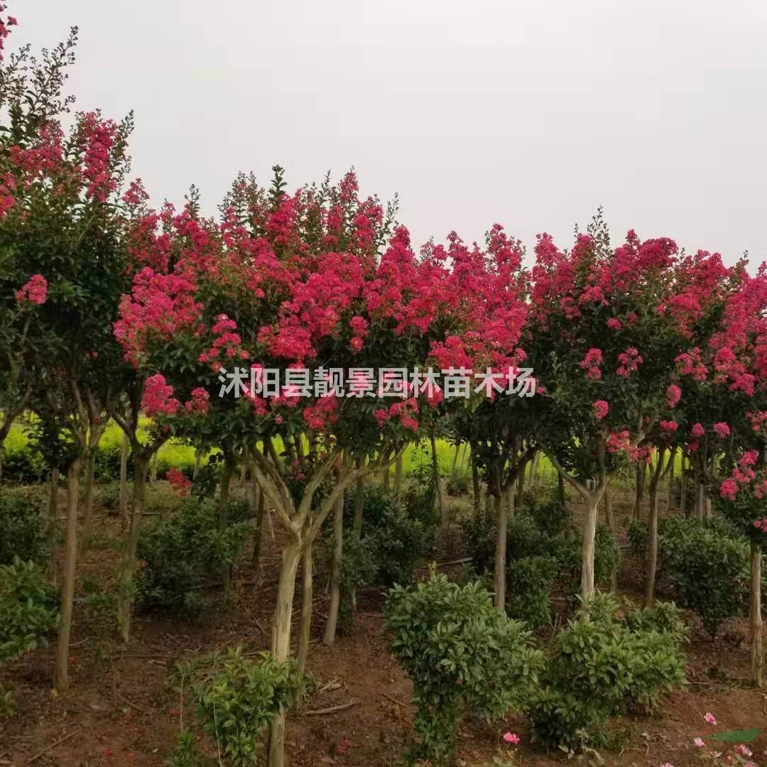 2公分 3公分 4公分 5公分 6公分粗红花紫薇产地报价