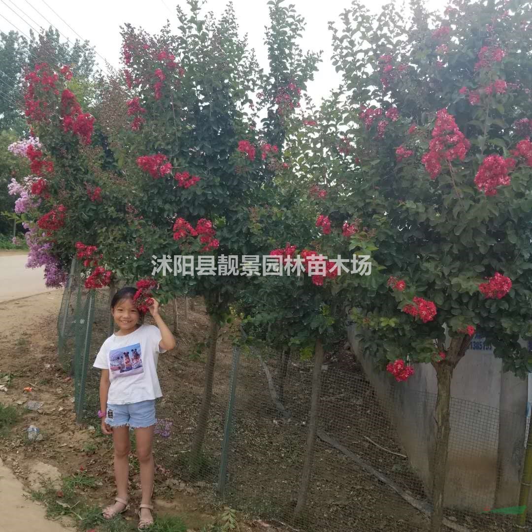 2公分 3公分 4公分 5公分 6公分粗红花紫薇产地报价