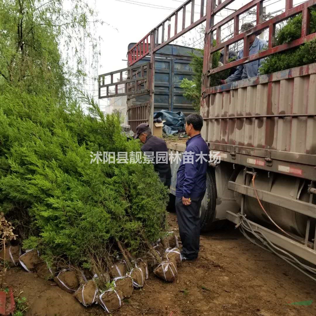 2米 3米 4米高塔柏松产地报价