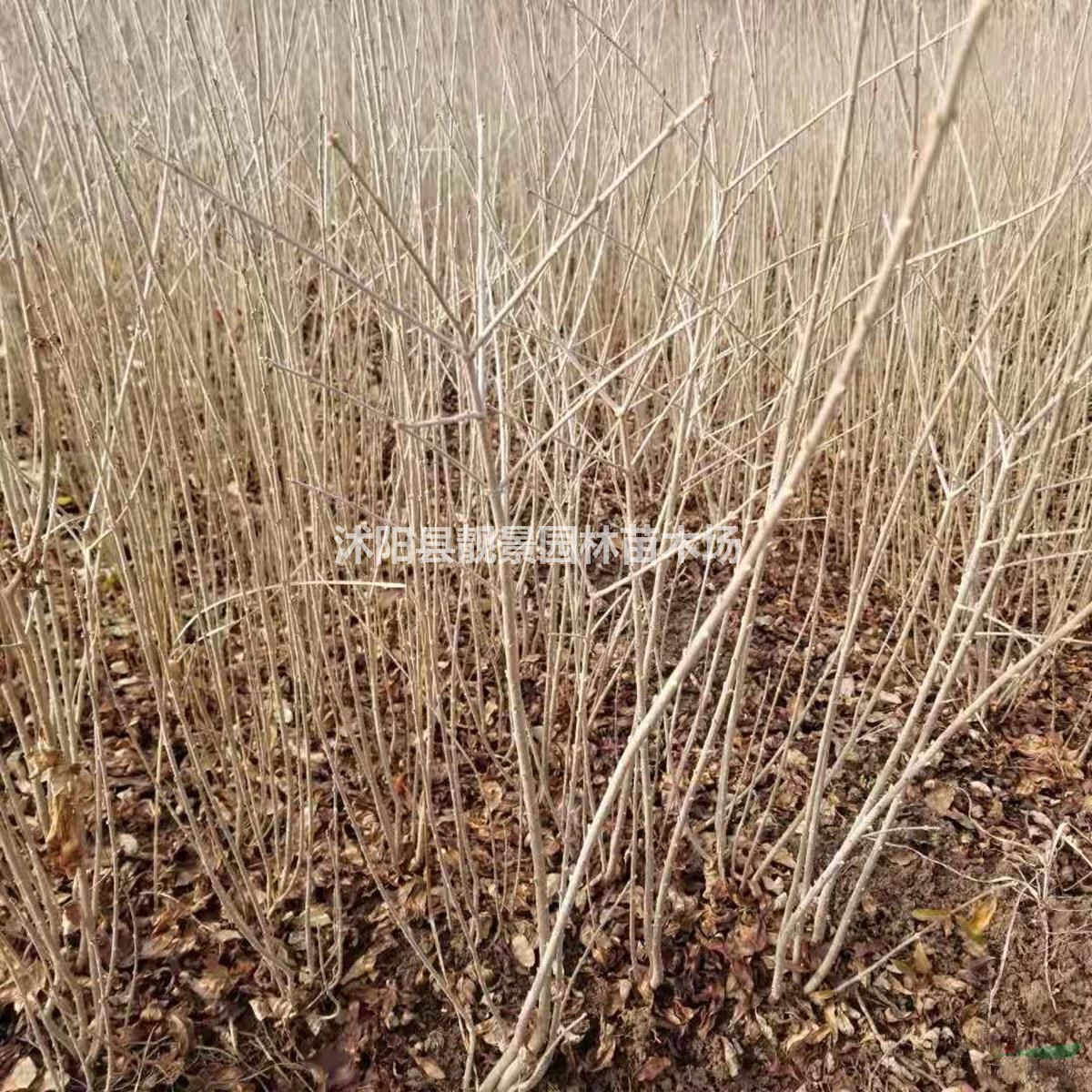 40公分 50公分 60公分 70公分高水蜡绿篱苗