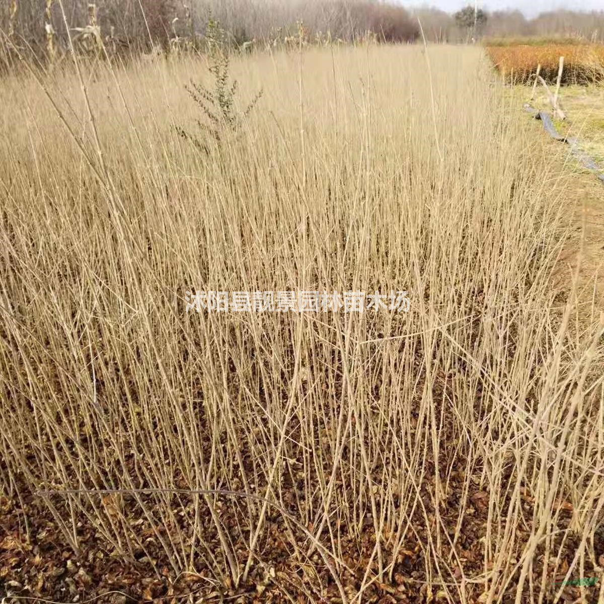 40公分 50公分 60公分 70公分高水蜡绿篱苗