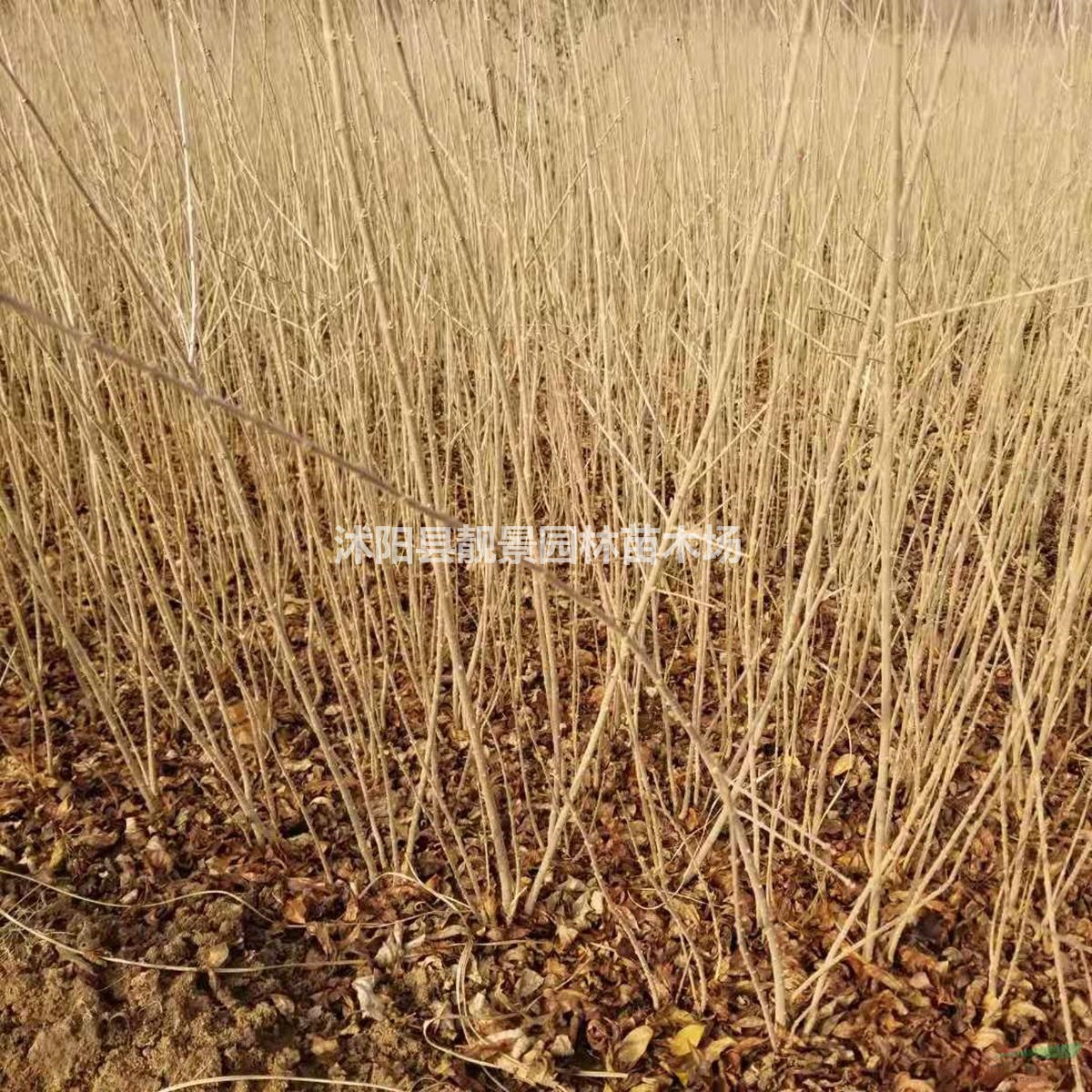 40公分 50公分 60公分 70公分高水蜡绿篱苗