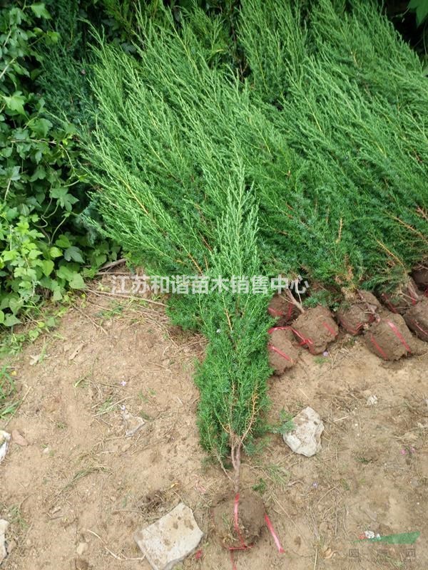 江蘇50公分塔柏價(jià)格,根細(xì)發(fā)達(dá),40公分塔柏基地價(jià)格