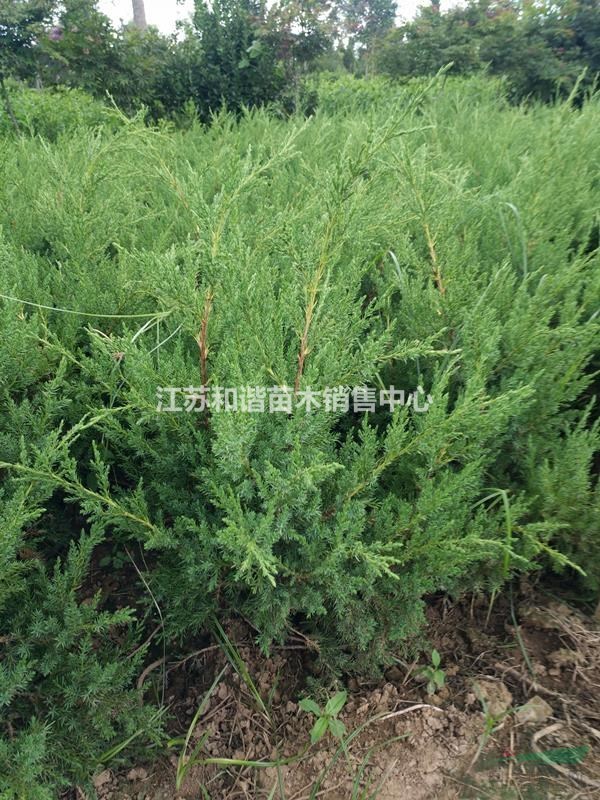 江蘇50公分塔柏價(jià)格,根細(xì)發(fā)達(dá),40公分塔柏基地價(jià)格