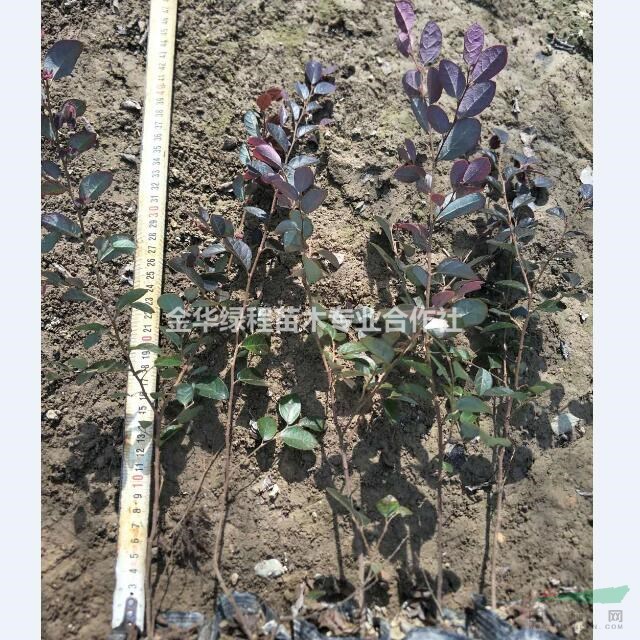 2020年紅花繼木價格求購 浙江金華紅花繼木小杯苗批發(fā)報價