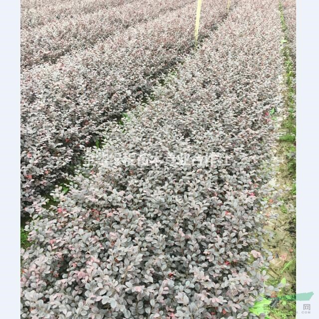 2020年紅花繼木價格求購 浙江金華紅花繼木小杯苗批發(fā)報價