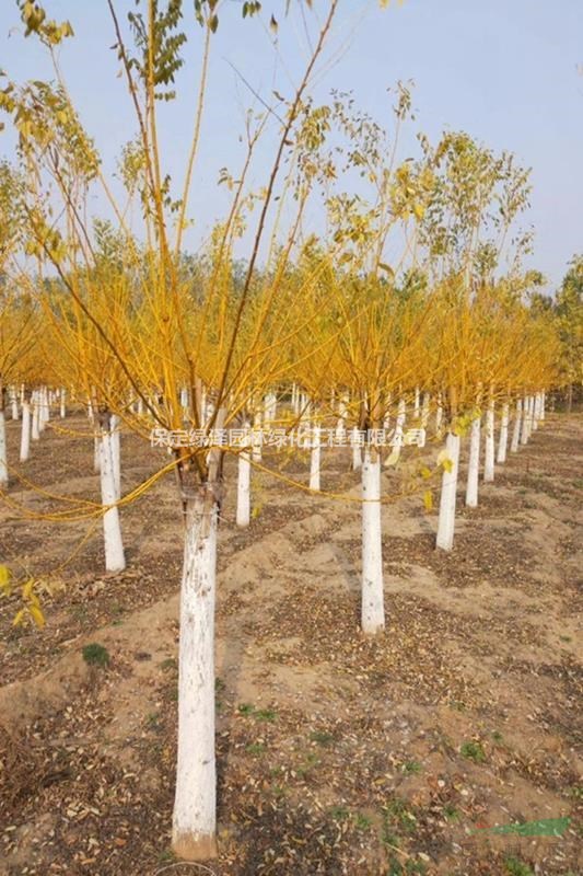 定州8公分金枝槐基地、哪里的金枝槐苗子好、金枝槐價(jià)格、