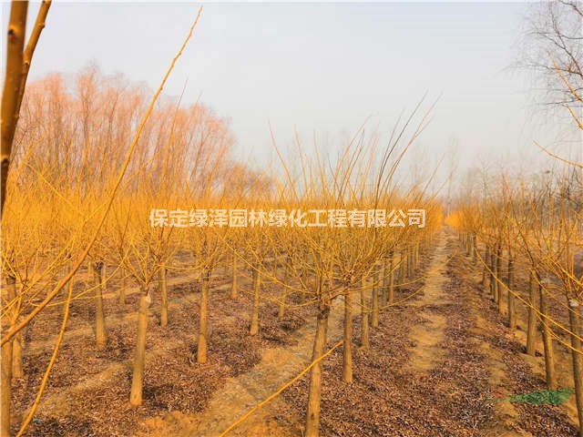 定州8公分金枝槐基地、哪里的金枝槐苗子好、金枝槐價(jià)格、