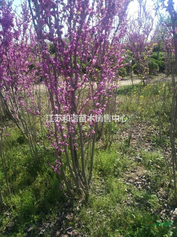  3公分紫荊價(jià)格紫荊繁育地4公分紫荊基地價(jià)格是多少錢一株