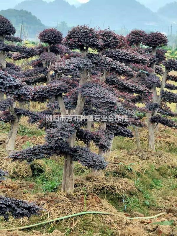 浙江造型紅花繼木 浙工造型小葉女貞 占地造型榆樹 占地造型苗