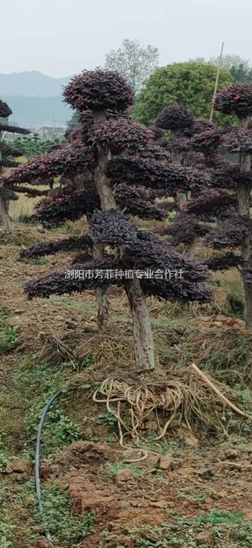 浙江造型紅花繼木 浙工造型小葉女貞 占地造型榆樹 占地造型苗