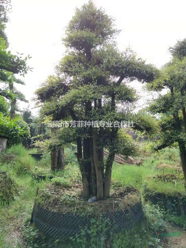 廣西造型羅漢松 10 12 15公分造型紅花繼木 造型景觀樹