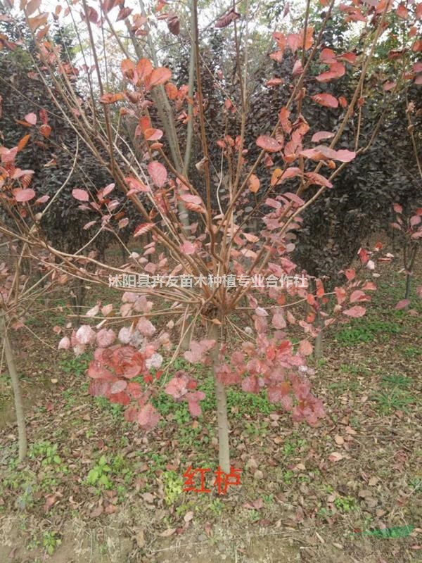 黃櫨 紅葉黃櫨介紹 黃櫨特征及生長習(xí)性