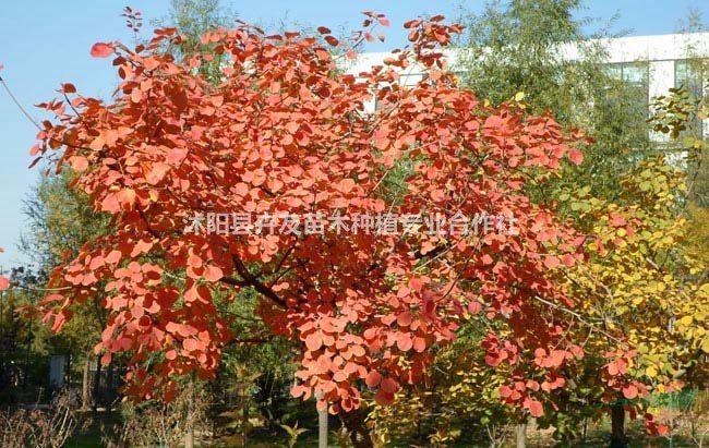 黃櫨 紅葉黃櫨介紹 黃櫨特征及生長習(xí)性
