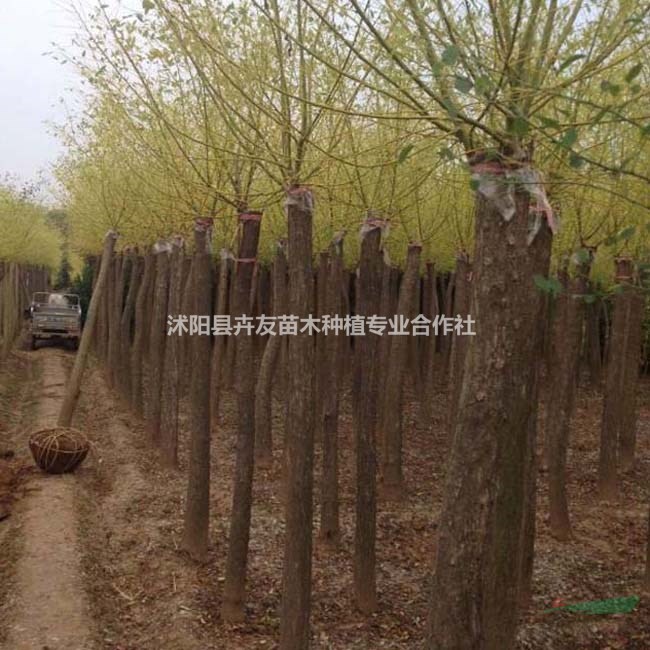 金葉槐價(jià)格 金葉槐小苗 金葉槐庭院供應(yīng)