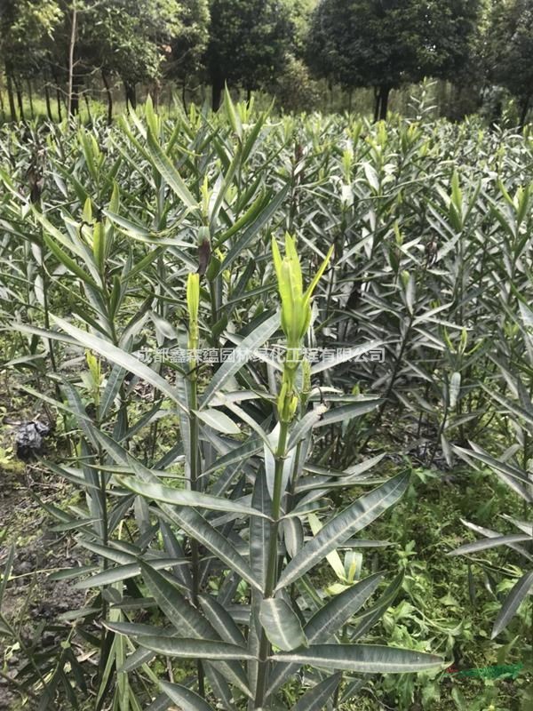 夾竹桃批發(fā)基地 紅花夾竹桃基地 夾竹桃工程苗