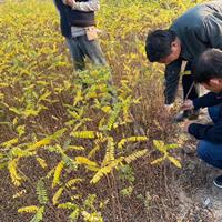 紫穗槐價格沭陽紫穗槐基地批發(fā)價格報價